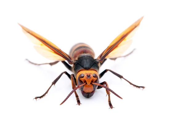 Büyük hornet — Stok fotoğraf