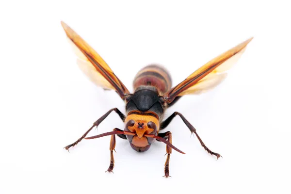 オオスズメバチ — ストック写真