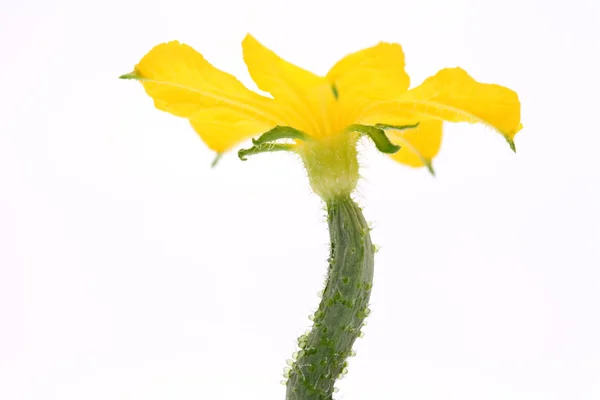 Small cucumber with flower — Stock Photo, Image