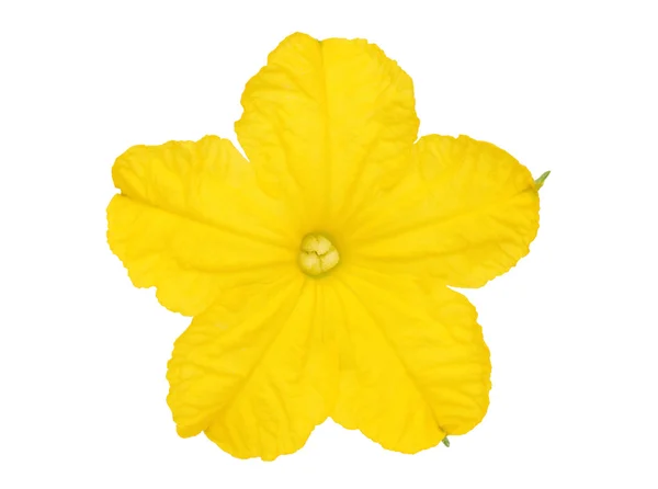 Cucumber flower — Stock Photo, Image