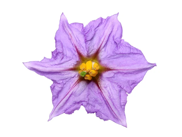 Eggplant flower — Stock Photo, Image