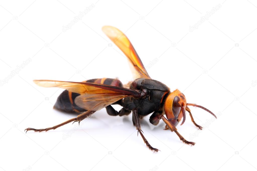 Big hornet