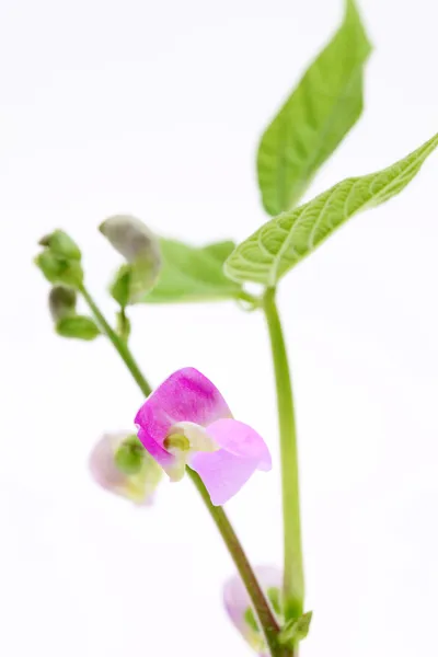 Πράσινα φασόλια λουλούδι — Φωτογραφία Αρχείου