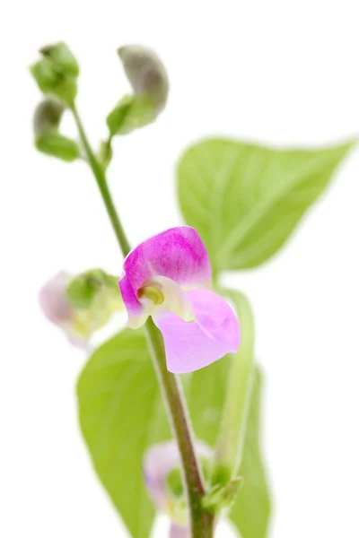 Flor de feijão verde — Fotografia de Stock