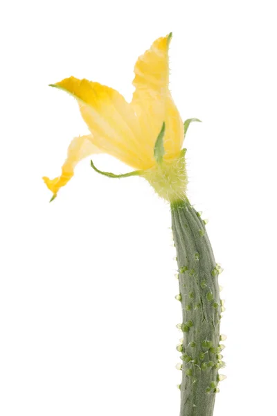 Pequeno pepino com flor — Fotografia de Stock