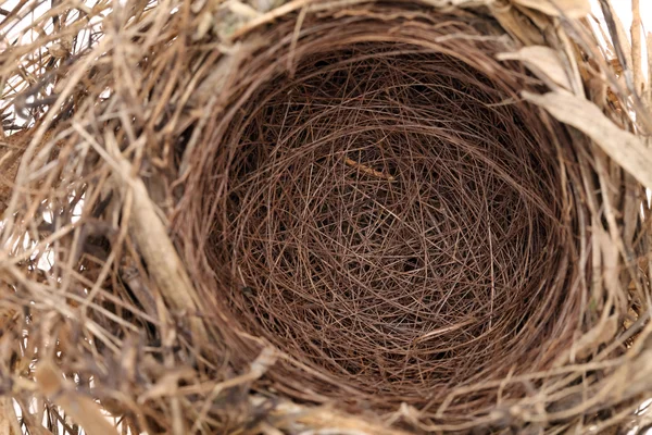 空の鳥の巣 — ストック写真