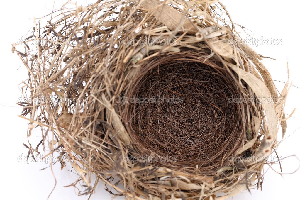 Empty bird nest