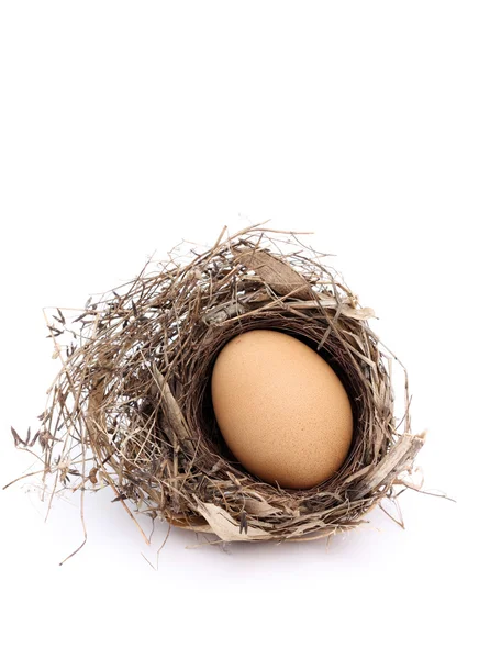 Uovo bruno nel nido — Foto Stock