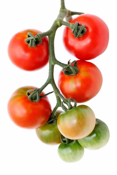 Tomates vermelhos e verdes — Fotografia de Stock