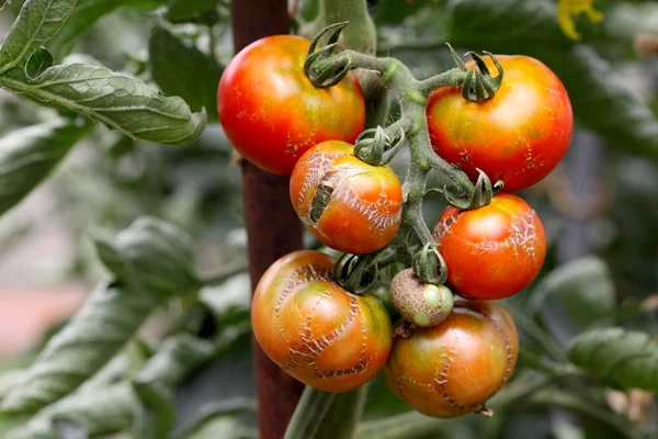 Гнилі старі томатний — стокове фото