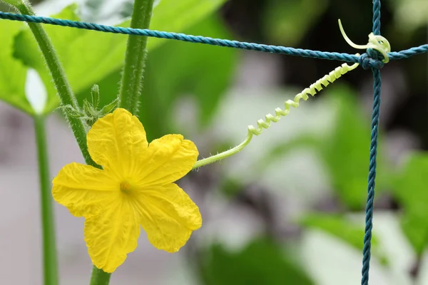 Fiore giallo cetriolo — Foto Stock