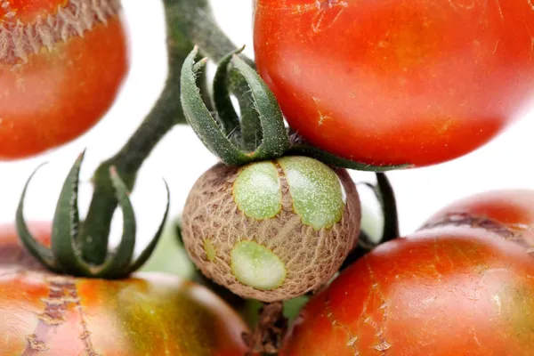 Tomate velho podre — Fotografia de Stock