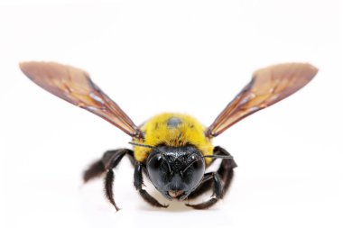 marangoz arı xylocopa