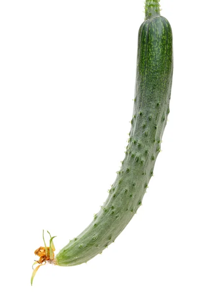 Cucumber with dry flower — Stock Photo, Image