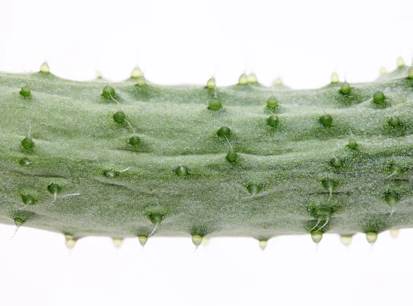 Cucumber surface — Stock Photo, Image