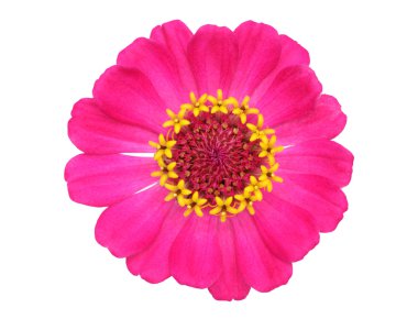 Zinnia çiçeği