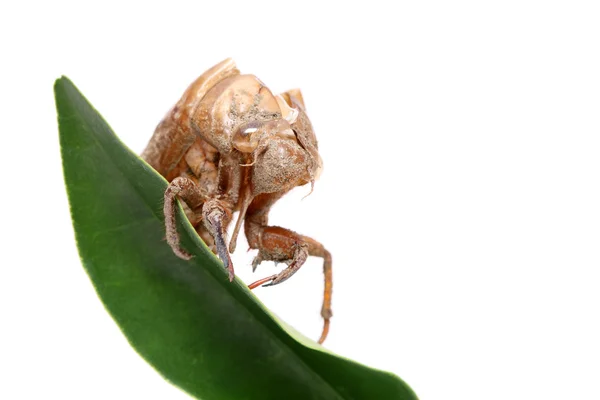 Cicada slough — стокове фото