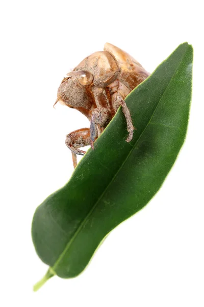 Cicada slough — Stock Photo, Image