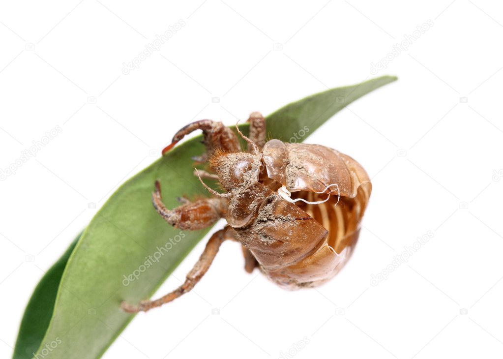 Cicada slough
