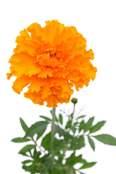 Nagietek pomarańczowy kwiat — Zdjęcie stockowe