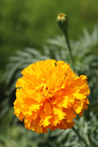 Flor de caléndula — Foto de Stock