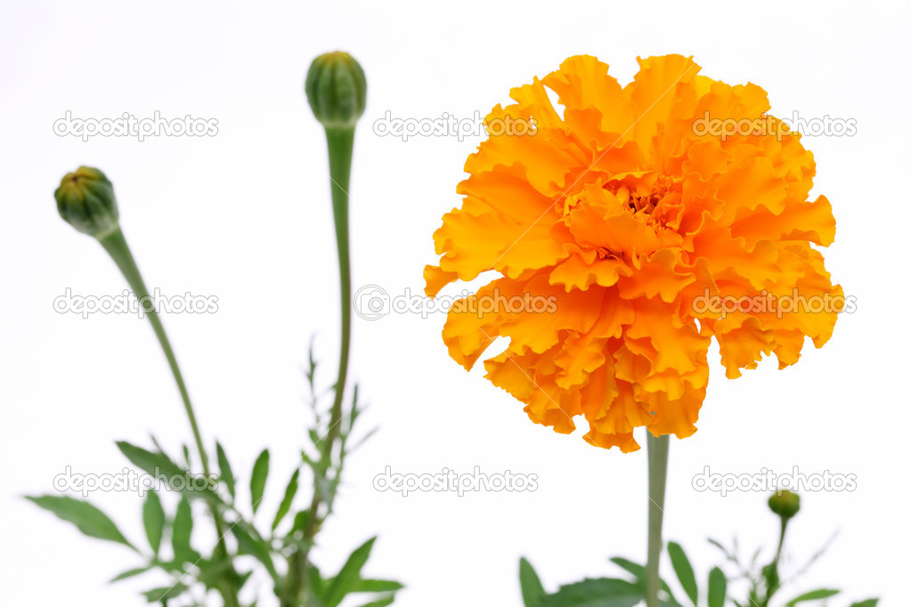 Orange marigold flower