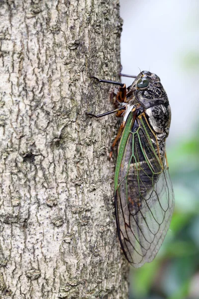 Cicada holding on a tree — Stock Photo, Image