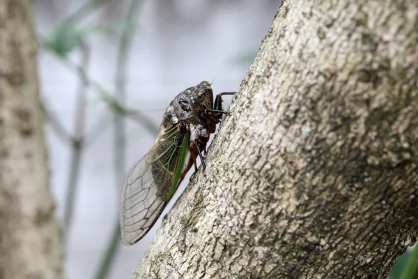 Cicade houden op een boom — Stockfoto