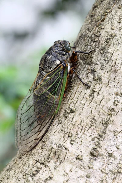 Cicada holding on a tree — Stock Photo, Image