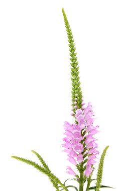 pembe physostegia çiçek