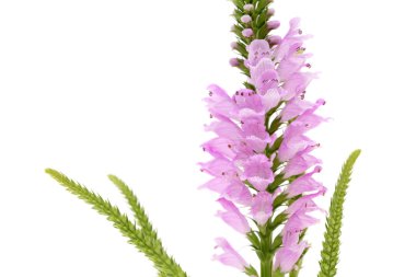 pembe physostegia çiçek