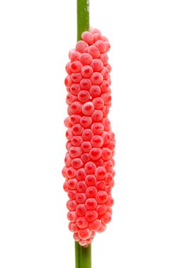 Altın elma salyangoz yumurta