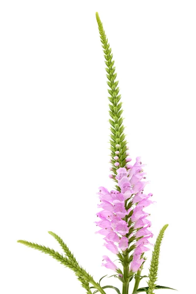 Pink Physostegia flower — Stock Photo, Image