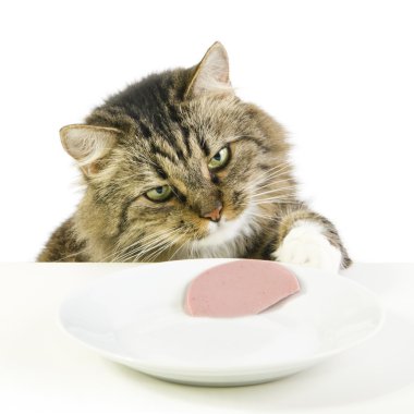 kedi dilim sucuk top çalma.