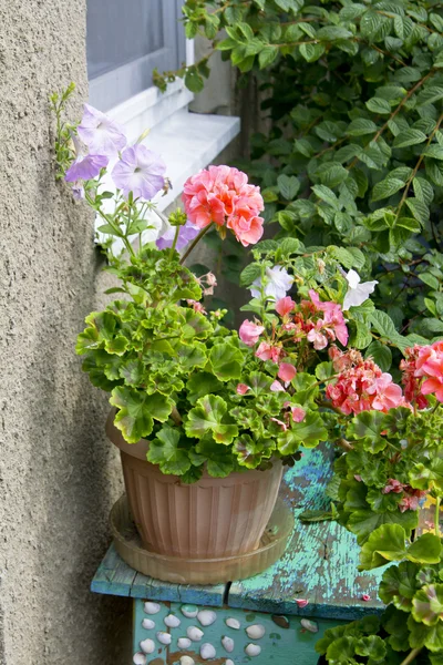 Geranium plant in a flower pot — Stock Photo, Image