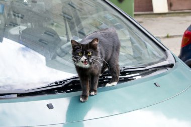 Yeşil Araba Kedi