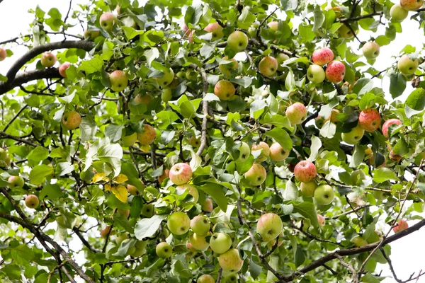 잘 익은 사과와 사과 나무 — 스톡 사진