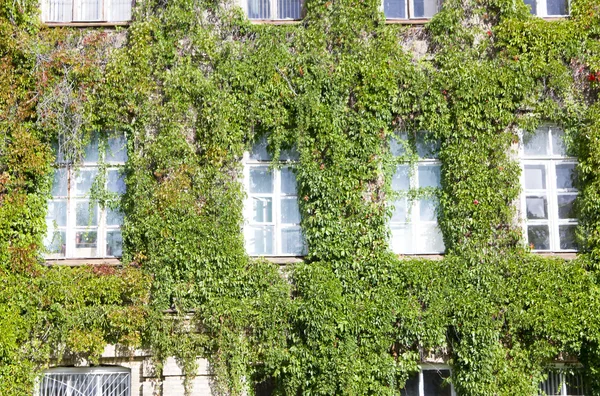 Fachada vegetal de casa antigua con ventanas — Foto de Stock