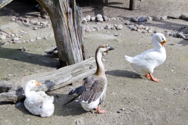 Üç kaz (gri ve beyaz)