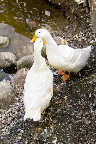 Två vit gås — Stockfoto