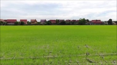 Tayland 'daki pirinç tarlasının insansız hava görüntüsü. 