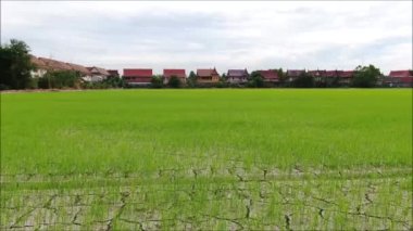 Tayland 'daki pirinç tarlasının insansız hava görüntüsü. 