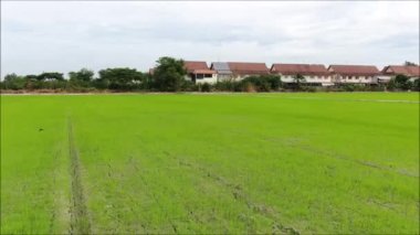 Tayland 'daki pirinç tarlasının insansız hava görüntüsü. 