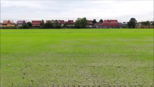 Drone Vue Aérienne Une Riziculture Thaïlande — Video