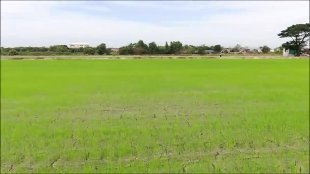 Drone Vue Aérienne Une Riziculture Thaïlande — Video