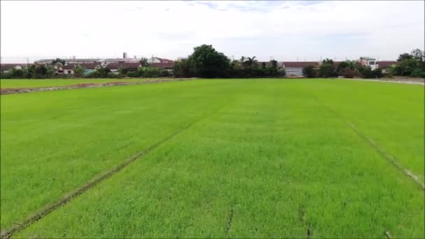 Drone Antenn Syn Ett Risfält Odling Thailand — Stockvideo