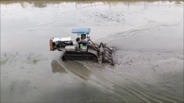 Drone Antenn Syn Ett Risfält Odling Thailand — Stockvideo