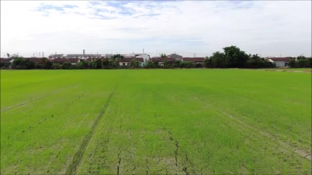 Drohnen Luftaufnahme Eines Reisfeldanbaus Thailand — Stockvideo
