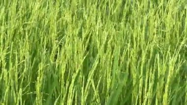 Bangkok, Tayland 'daki Pirinç tarlasının havadan görünüşü