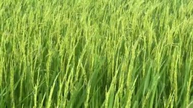 Bangkok, Tayland 'daki Pirinç tarlasının havadan görünüşü